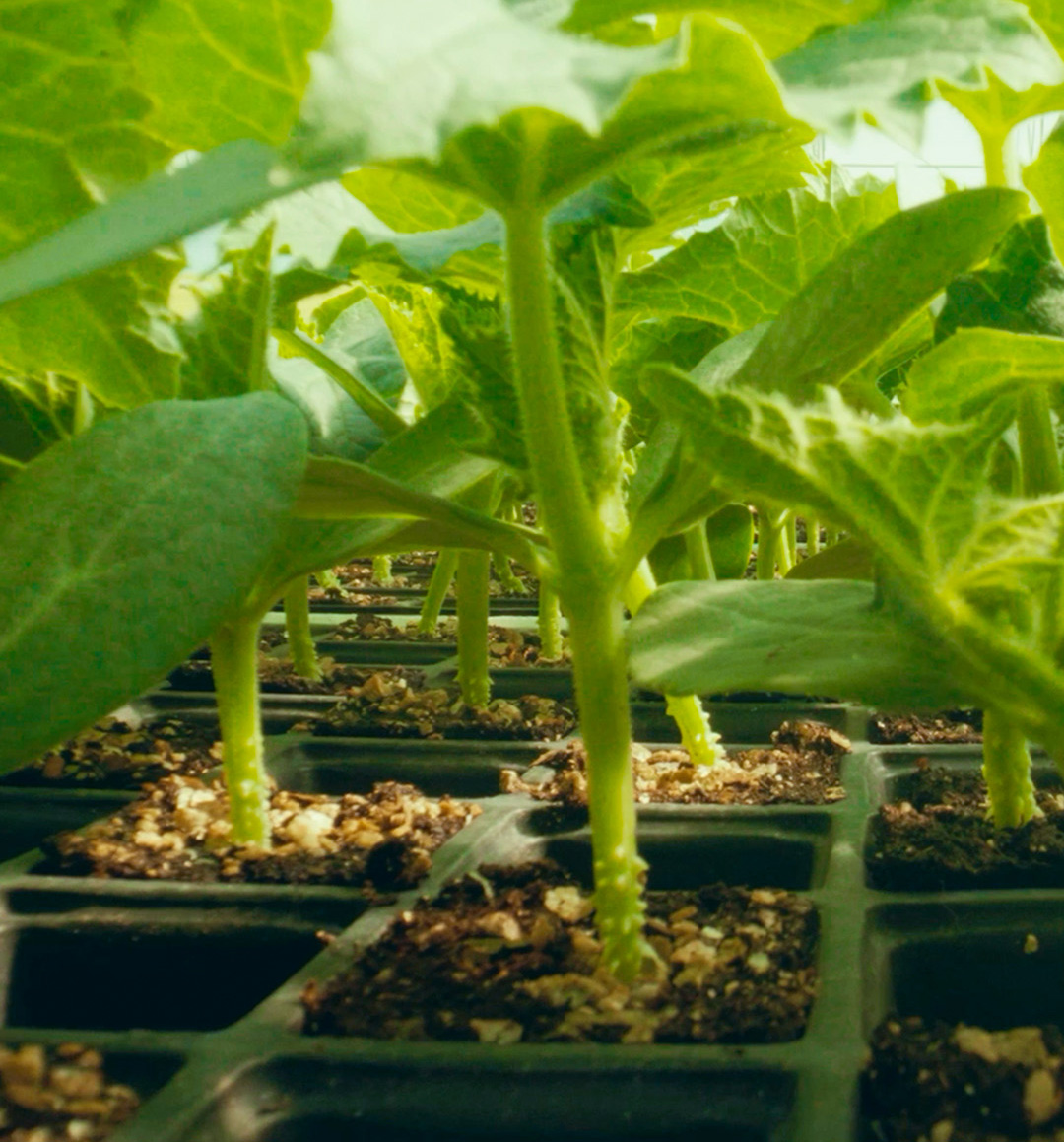 macro plant