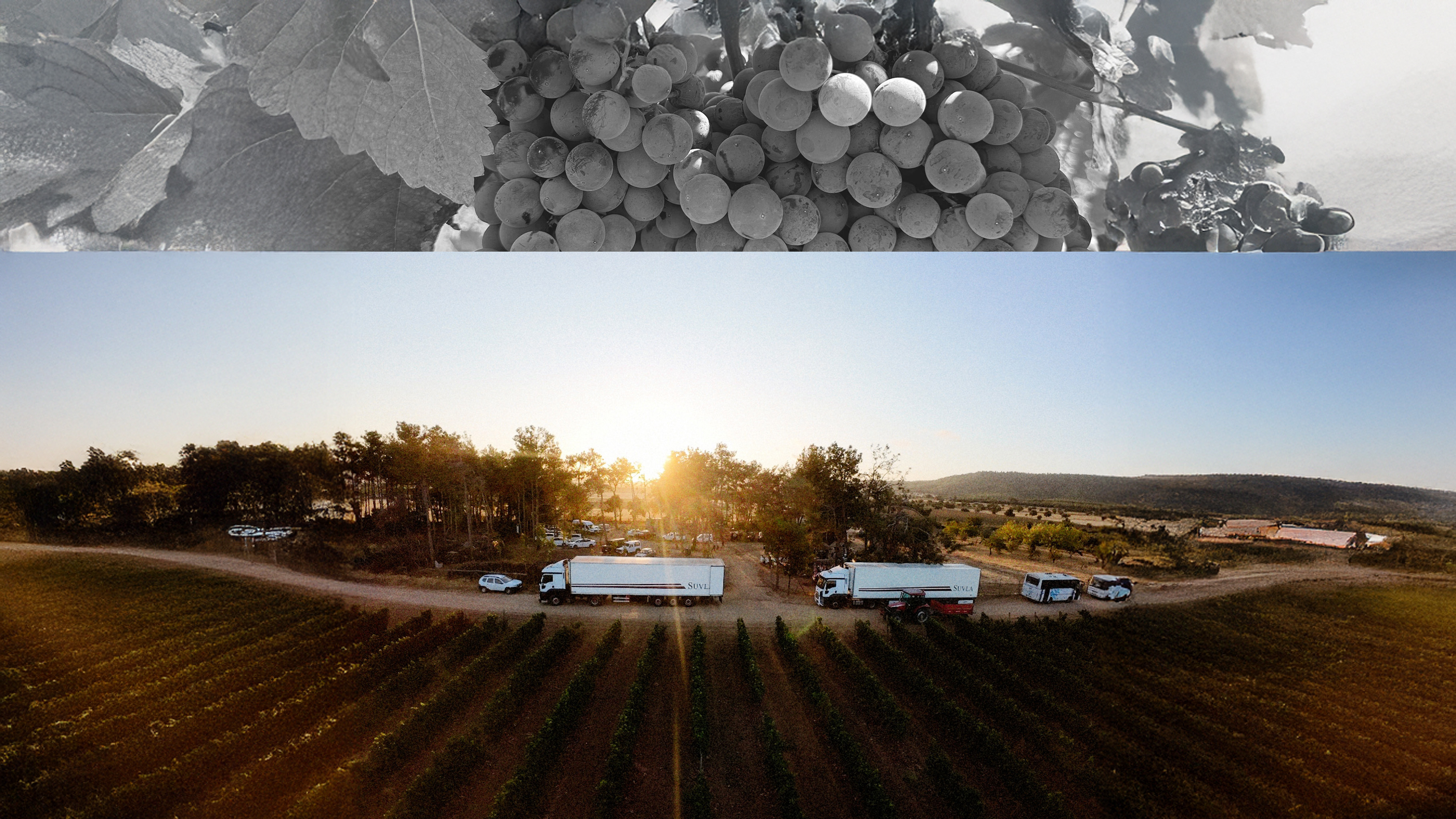 Suvla